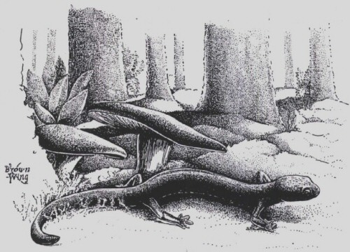 Cheat Mountain Salamander
