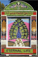 Main Well Dressing