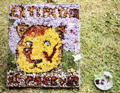Unidentified Well Dressings